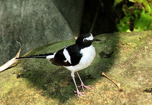  p>白眉黑背燕尾(学名: i>enicurus immaculatus /i>):体长22厘米