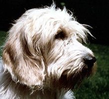 别名:小旺代短腿 a target="_blank" href="/item/长卷毛猎犬