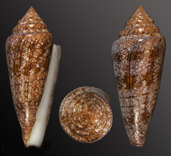  p>海之荣光芋螺(conus gloriamaris )是一种芋螺科cylinder属类生物