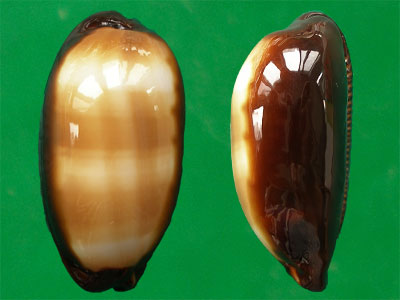  p>酒桶宝螺(学名:talparia talpa talpa)又名是 a href="#" data