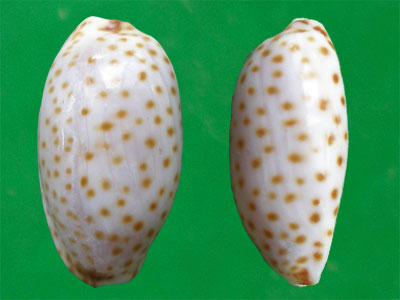 露珠宝螺(学名:erosaria irrorata irrorata)是腹足