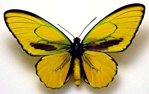 欧福里翁绿鸟翼凤蝶
