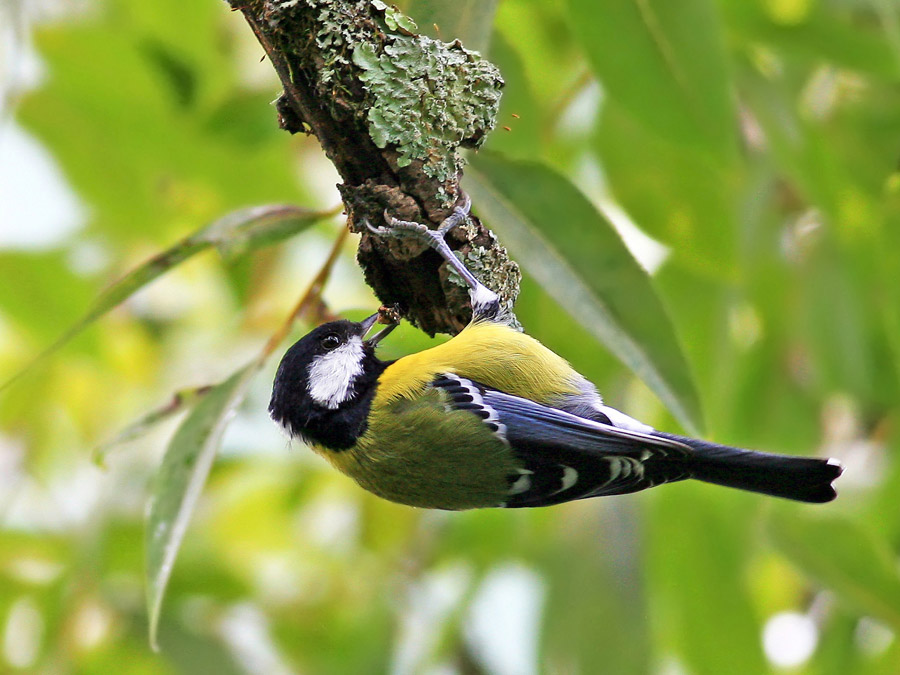 绿背山雀,学名 i>parus monticolus i>,英文名green backed tit