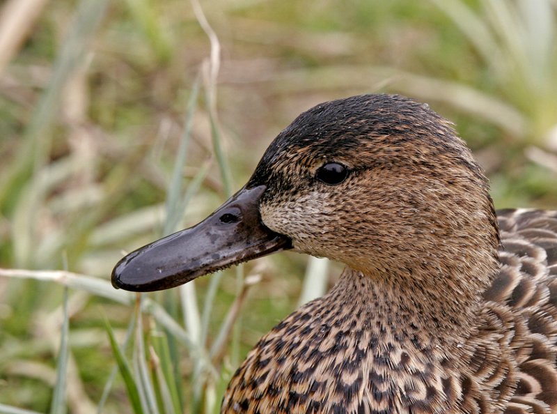  p>桂红鸭(学名: i>anas cyanoptera /i>):羽色特点因不同年龄和性别