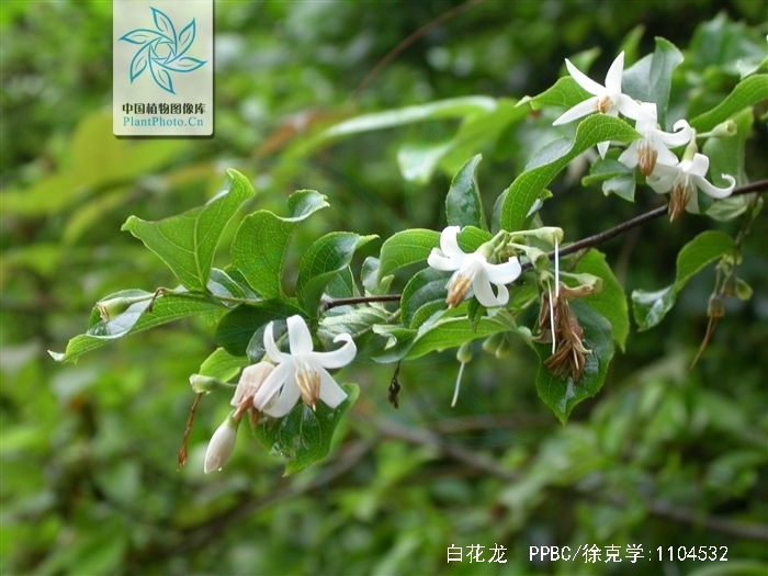 p>白花龙(学名: i>styrax faberi /i> perk.