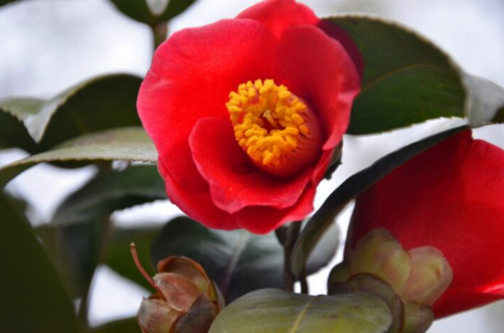  p>耐冬,为山东对 a href="#" data-lemmaid="315158">山茶花 /a>的