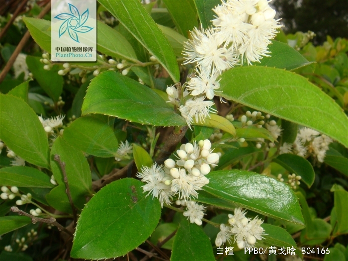 最好的白檀木树最大直径8米白檀,又名灰木碎籽树乌于子木栅柴等,为