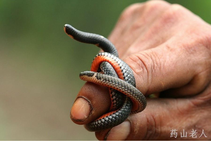  p>钝尾两头蛇(学名:calamaria septentrionalis)是游蛇科两头蛇属的