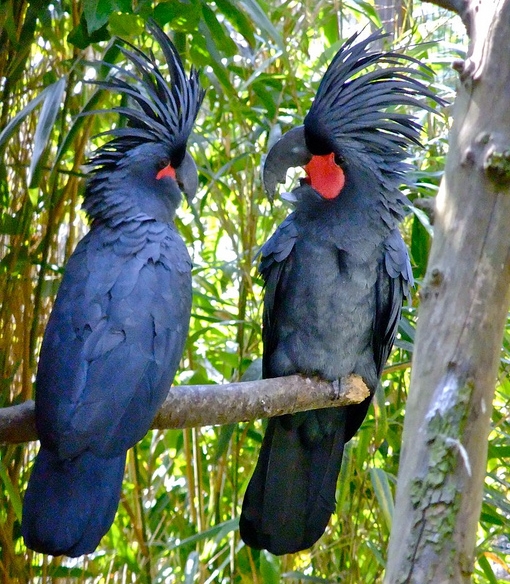  p>棕榈凤头鹦鹉指名亚种脸裸露,是典型的 a target="_blank" href="