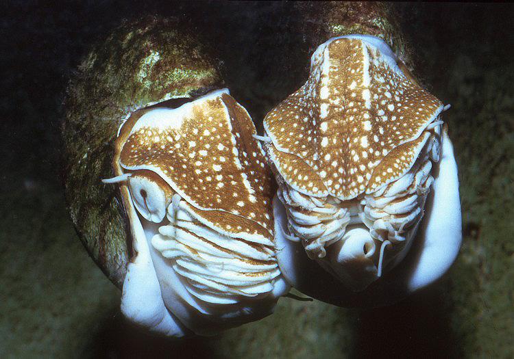  p>珍珠鹦鹉螺, i>nautilus pompilius /i> (linnaeus, 1758), a href
