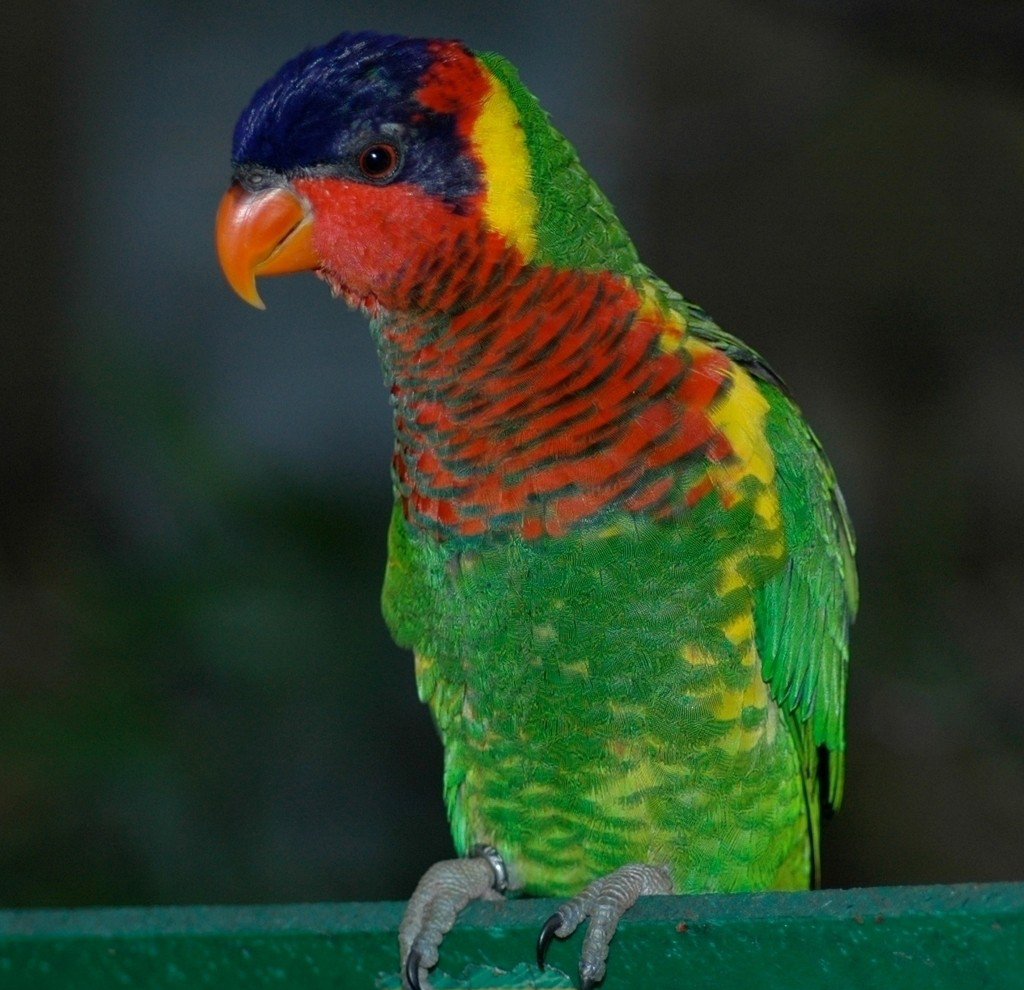  p>翠绿吸蜜鹦鹉(学名:neopsittacus pullicauda)羽色鲜艳,主要以花粉