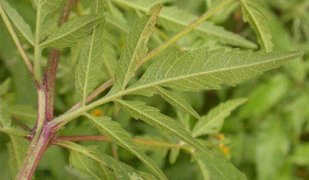 p>羽叶鬼针草(学名: i>bidens maximowicziana  /i> oett.