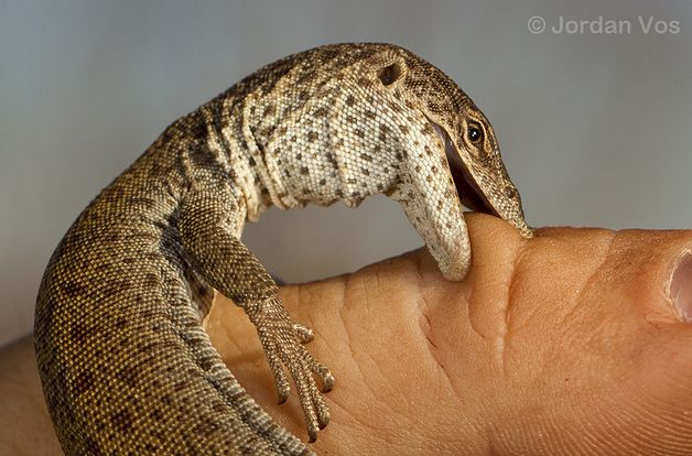  p>布氏侏儒巨蜥体长145毫米,总长度为350毫米.