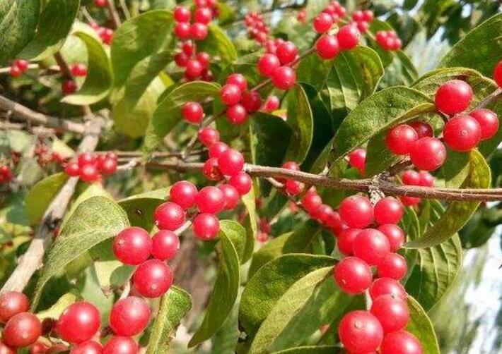  p>北京忍冬(学名: i>lonicera elisae /i> franch.