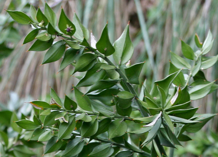  p>假叶树科不被以前的分类学家所承认,叶退化成鳞片,叶腋内生叶状的