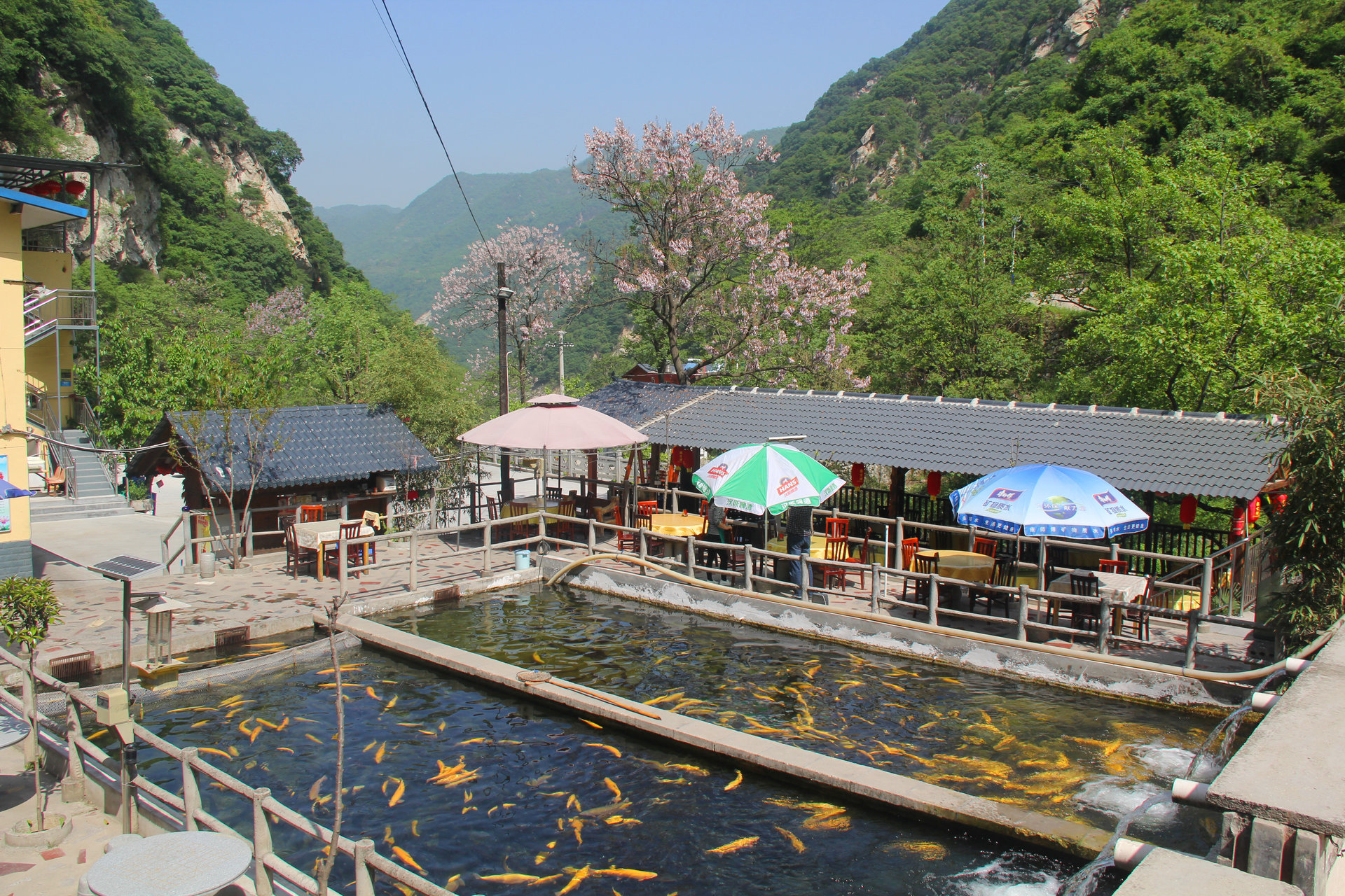 户县西户虹鳟鱼养殖场