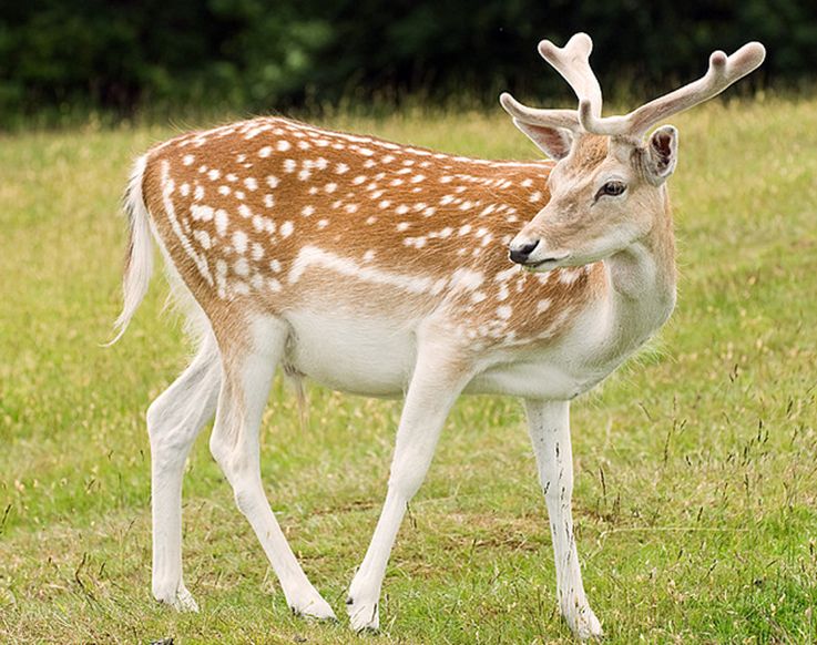 dama /i>):是鹿科的一种 a target="_blank" href="/item/反刍动物">