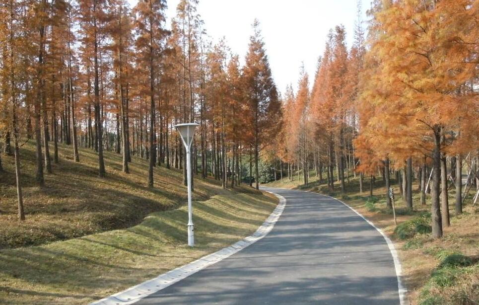 pseudotsuga sinensis dode