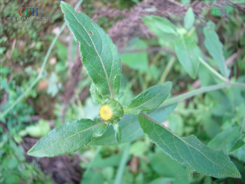  p>金挖耳(学名:carpesium divaricatum)为菊科 a href="#" data