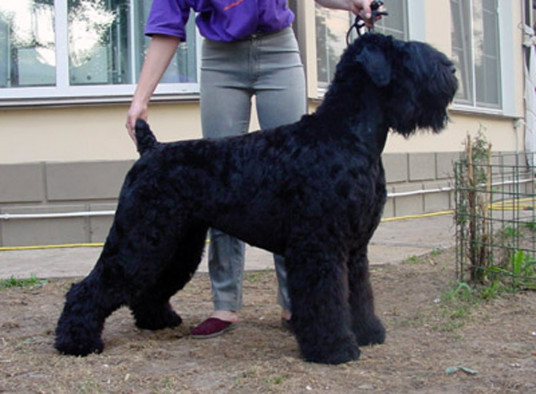 更犬种 百度百科