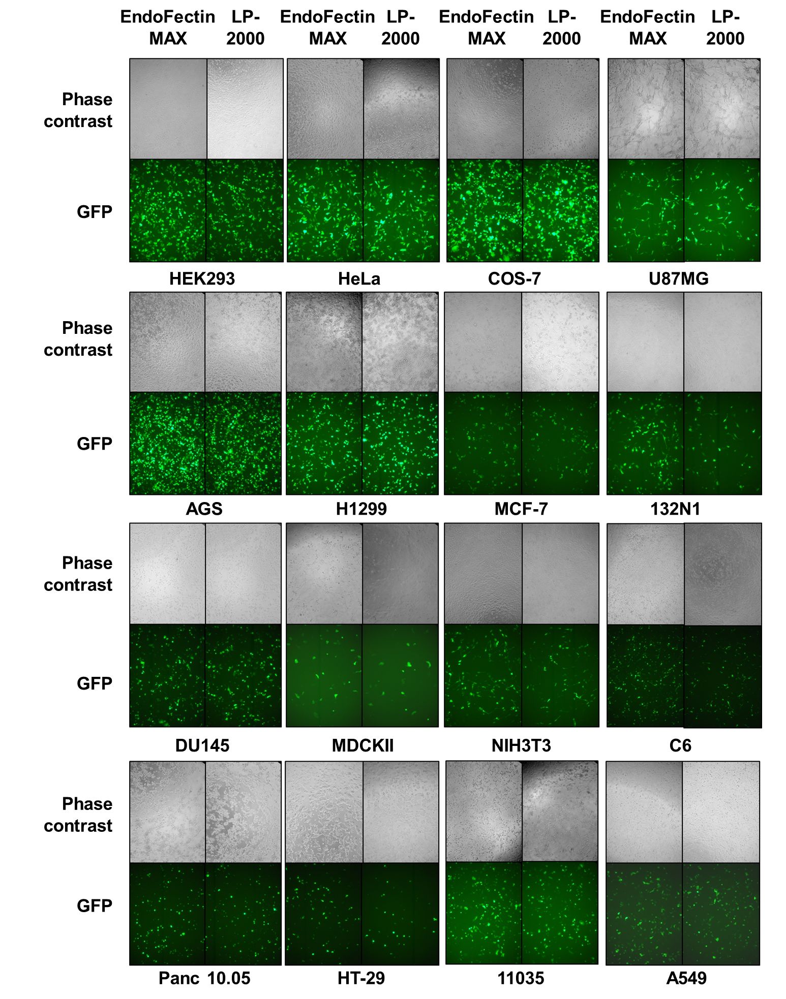  p>转染(transfection)指 a target="_blank" href="/item/真核细胞