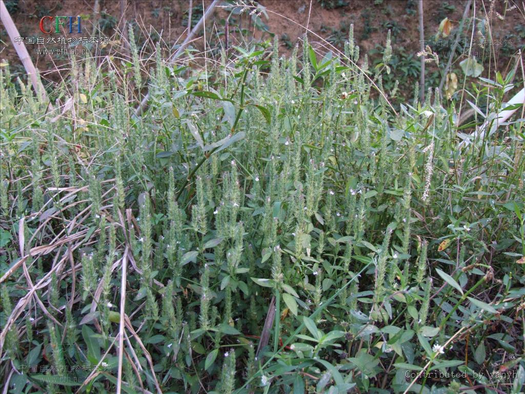 常用于小儿食积,目赤肿痛,湿热泻痢,肝炎,瘰