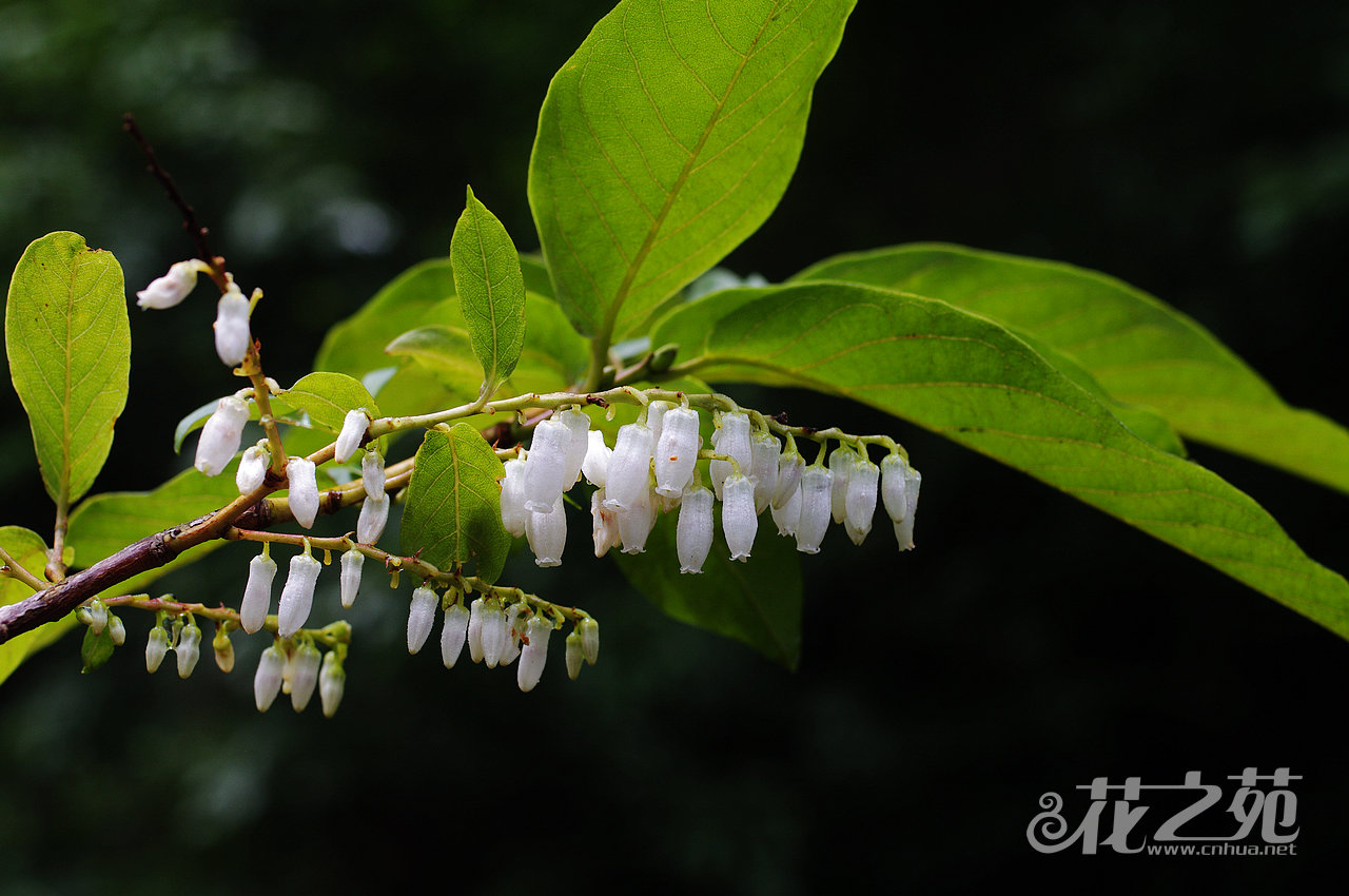 lyoniavillosavar.pubescens
