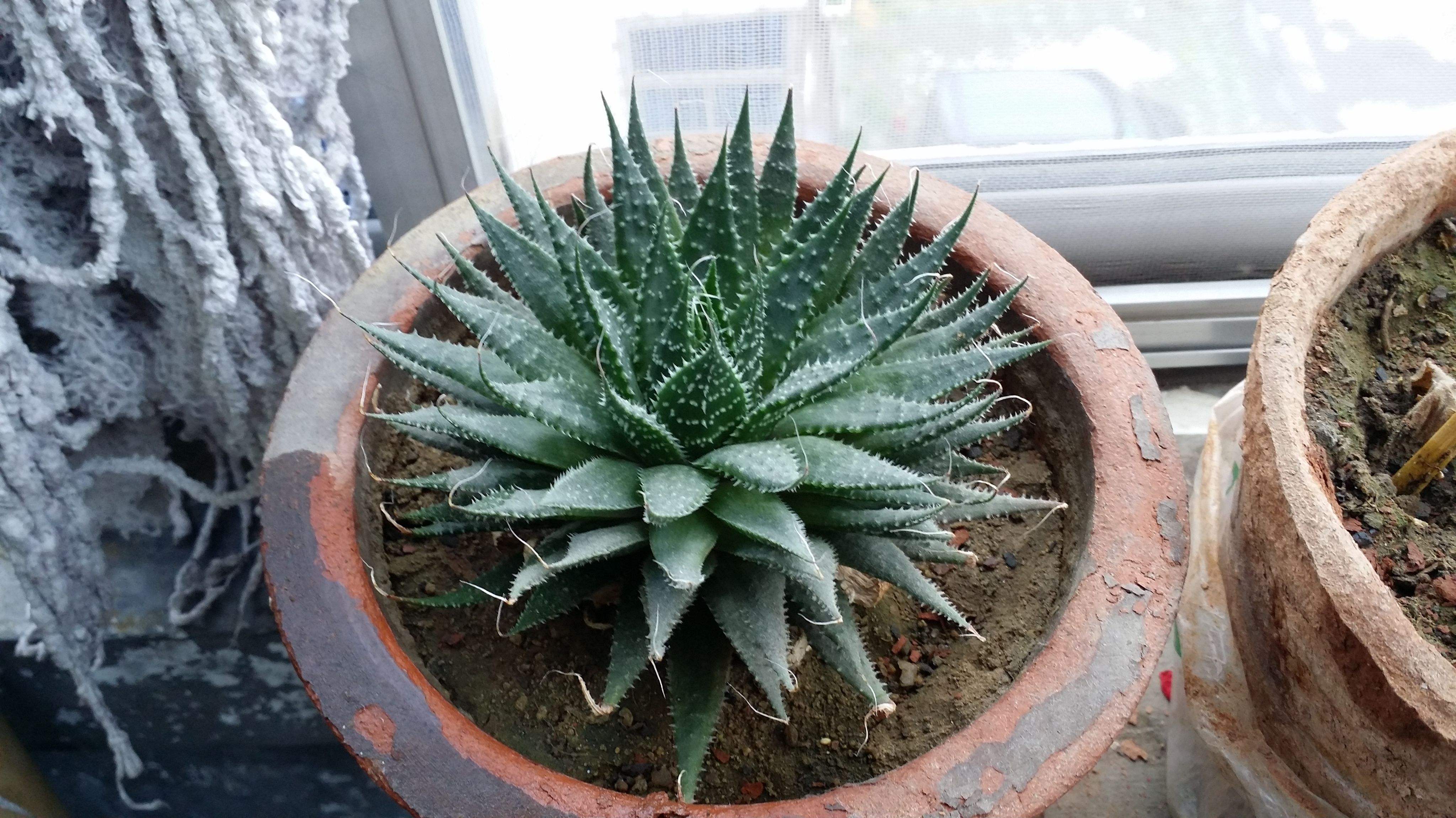  p data-id="tztf63jlcsss">条纹十二卷,芦荟科十二卷属多年生肉质