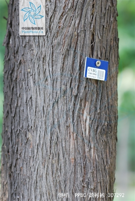  p>侧柏(学名: i>platycladus orientalis /i> (l.