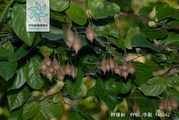  p>秤锤树(学名: i>sinojackia xylocarpa hu /i>)是安息香科,秤锤树