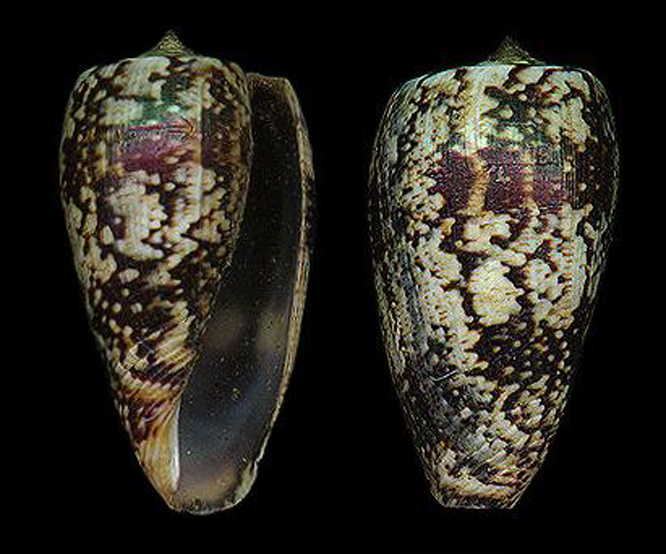  p>大宽口芋螺是一种 a href="#" data-lemmaid="2864072">芋螺科 /a>