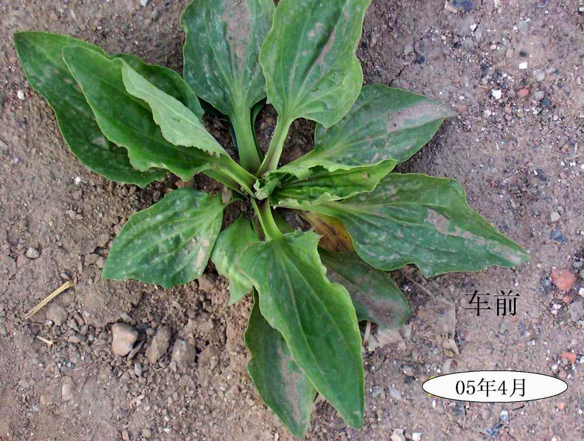  p>大车前(学名: i>plantago major /i> l.