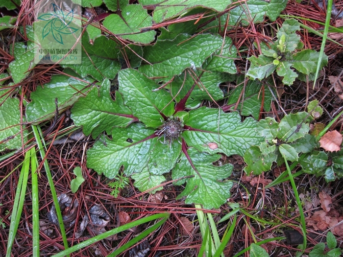 data-lemmaid="4099583">平苞川木香 /a>菊科植物