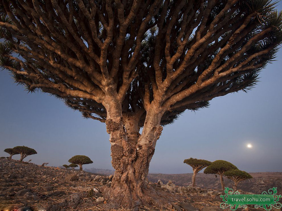 岛(英语:socotra;阿拉伯语:          ;名字来自梵语,意为"极乐岛")