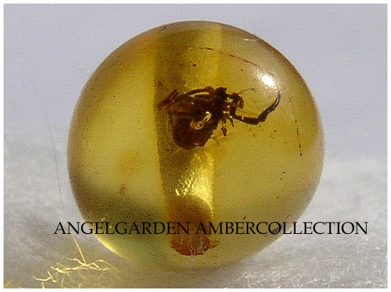  p>伪蝎:pseudoscorpionida本目动物因 a href="#" data-lemmaid="