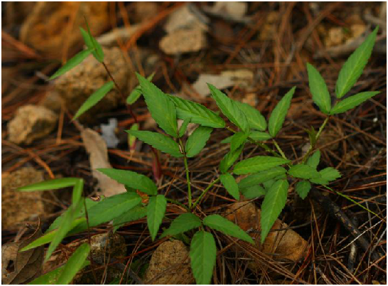 为蔷薇科植物三叶悬钩子 i>rubus delavayi  /i>franch.的全株.