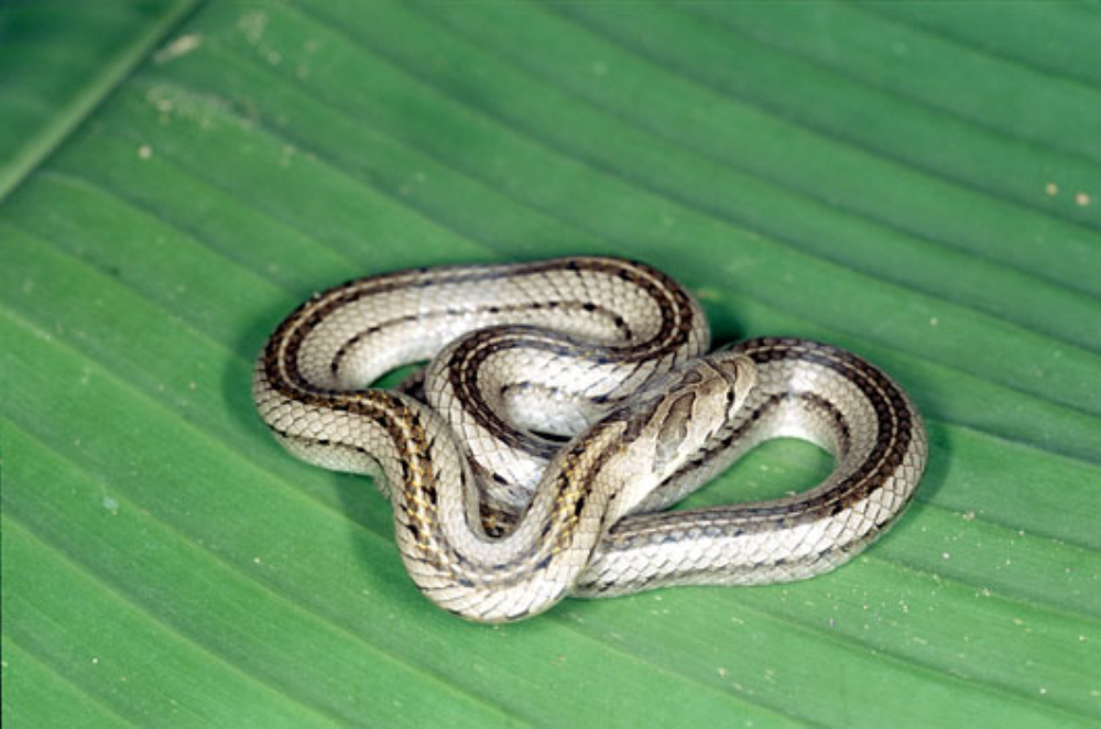  p>管状小头蛇(学名:oligodon cyclurus)为游蛇科小头蛇属的爬行动物.