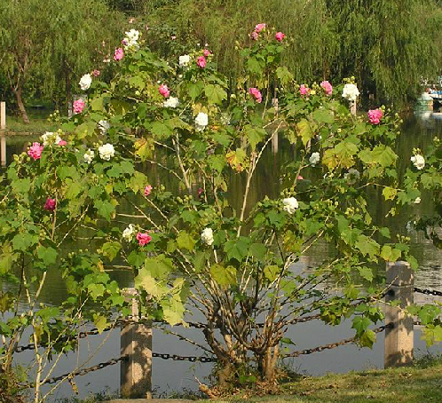 木芙蓉根