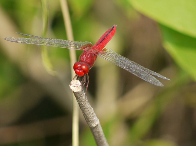 猩红蜻蜓