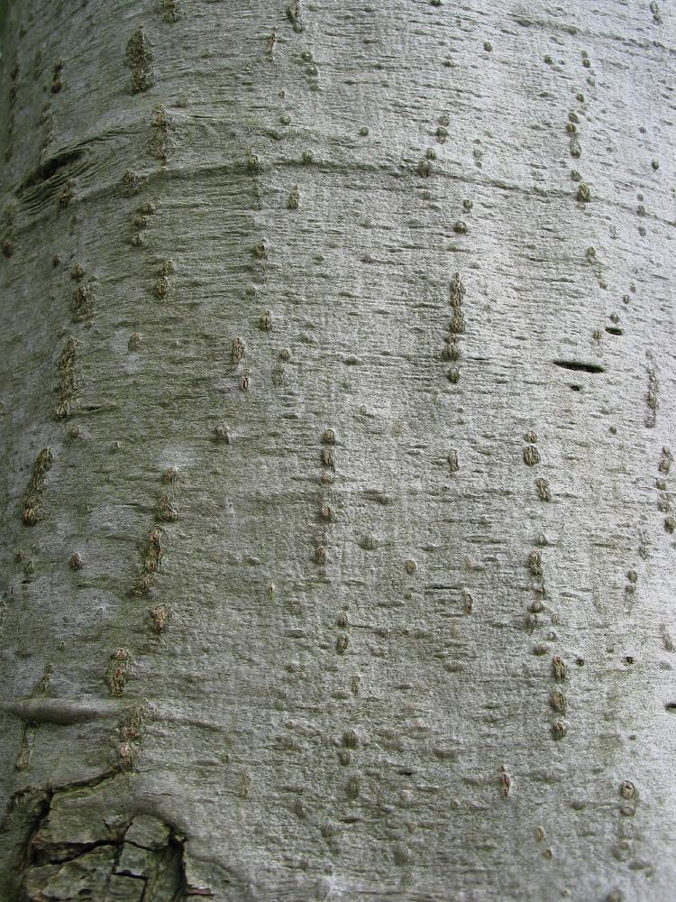 p>台北桤木( i>alnus formosana /i> (burkill) makino):又名台湾桤木