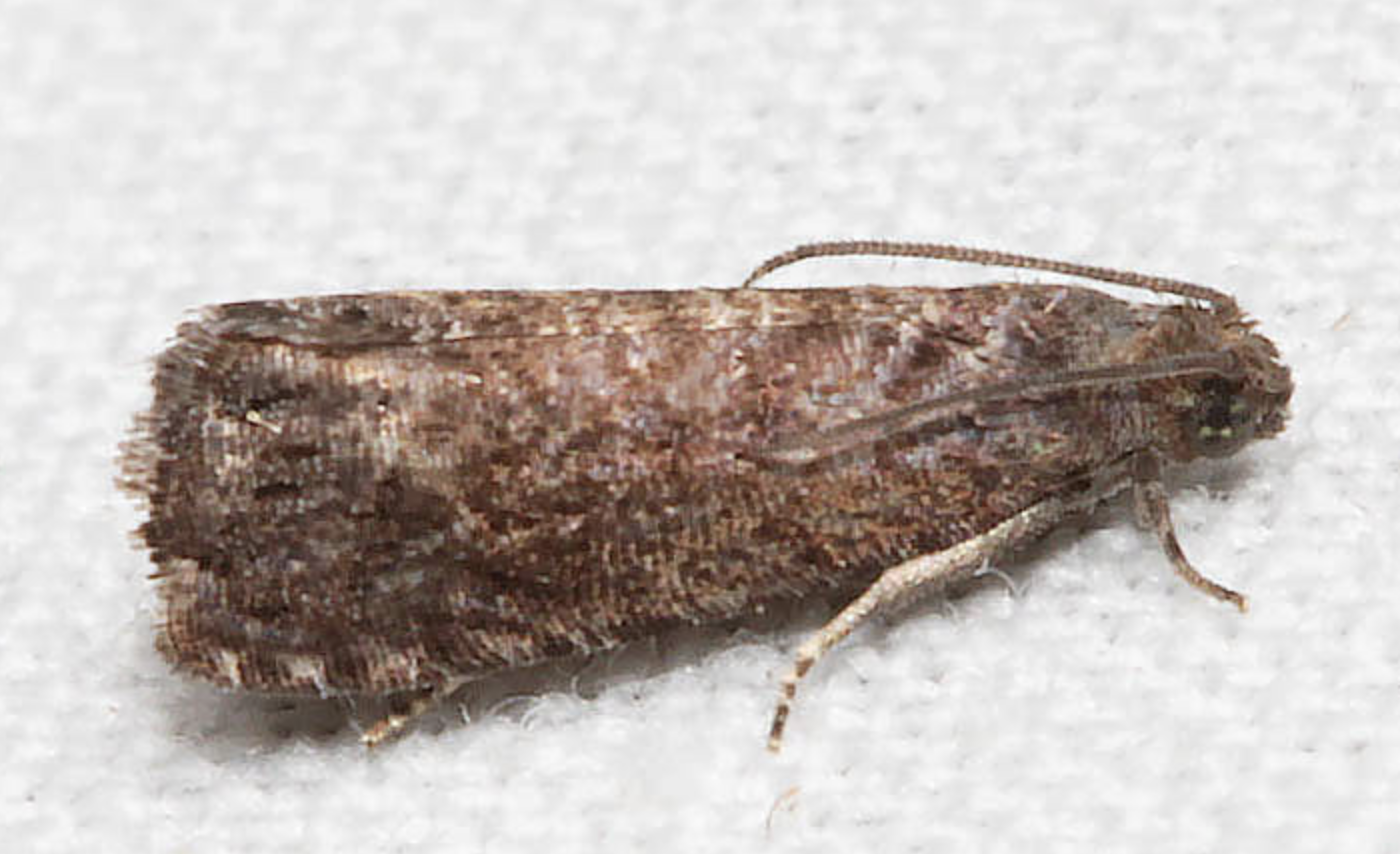  p>梨小食心虫( i>grapholitha molesta /i>)是卷蛾科,小食心虫属的一