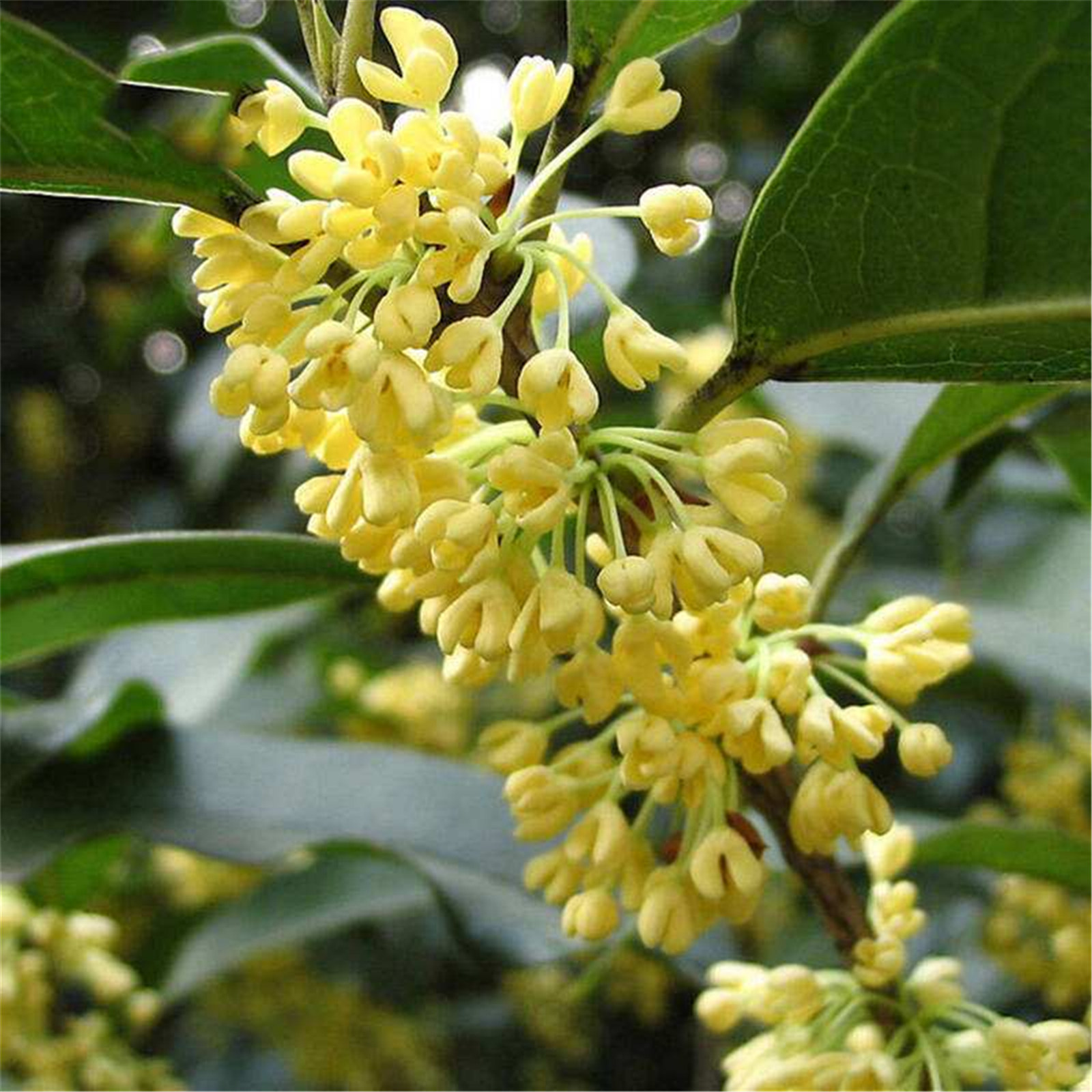  p> b>日香桂 /b>(学名: i>osmanthus fragrans /i> cv.