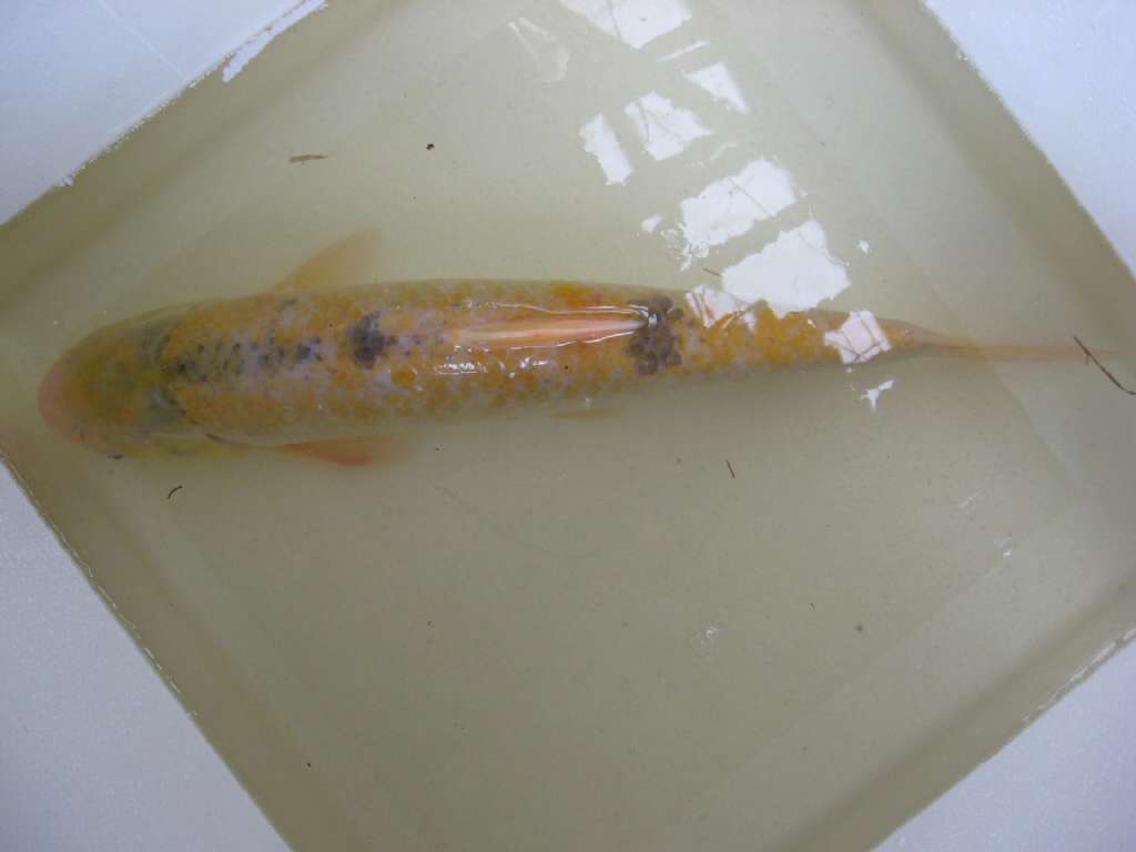  p>伍氏华鳊(sinibrama wui)属鲤形目, a href="#">鲤科 /a>,鲌亚科, 