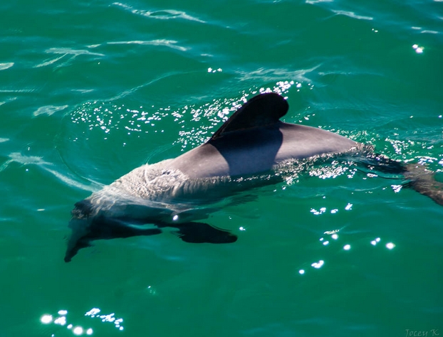 new zealand white-front dolphin