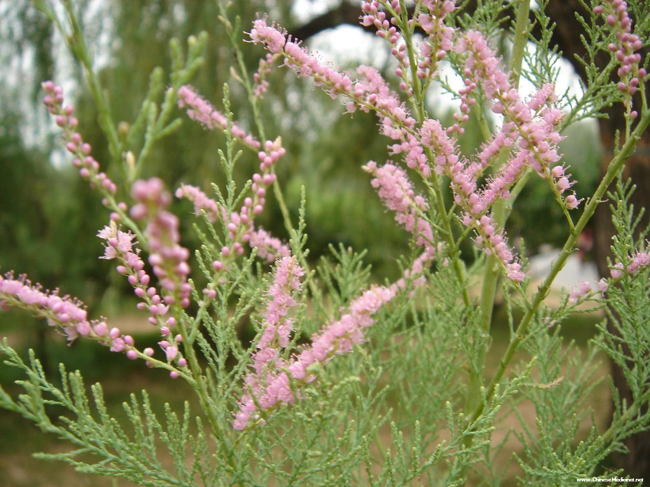  p>多枝柽柳( i>tamarix ramosissima /i> lcdcb)柽柳科柽柳属灌木或