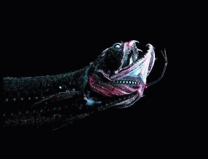 深海龙鱼是一种完全无鳞的鱼,鱼体形不大,身长为1