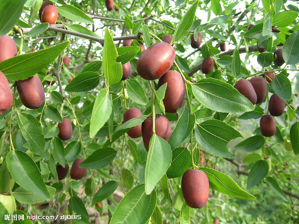  p>经济作物 (cash crop) 亦称"工业原料作物","技术作物".