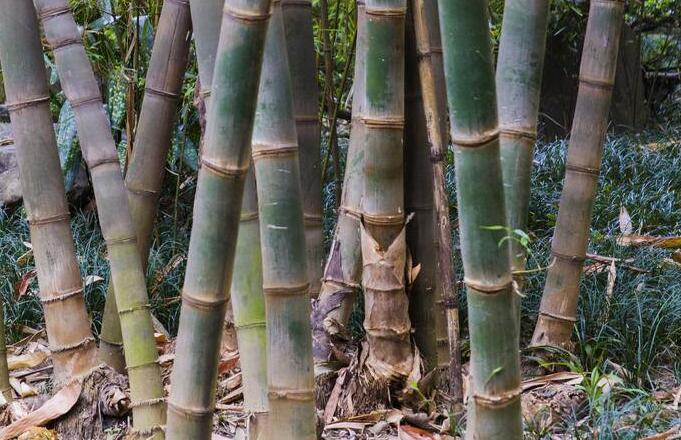  p>勃氏甜龙竹(学名: i>dendrocalamus brandisii  /i>(munro) kurz)