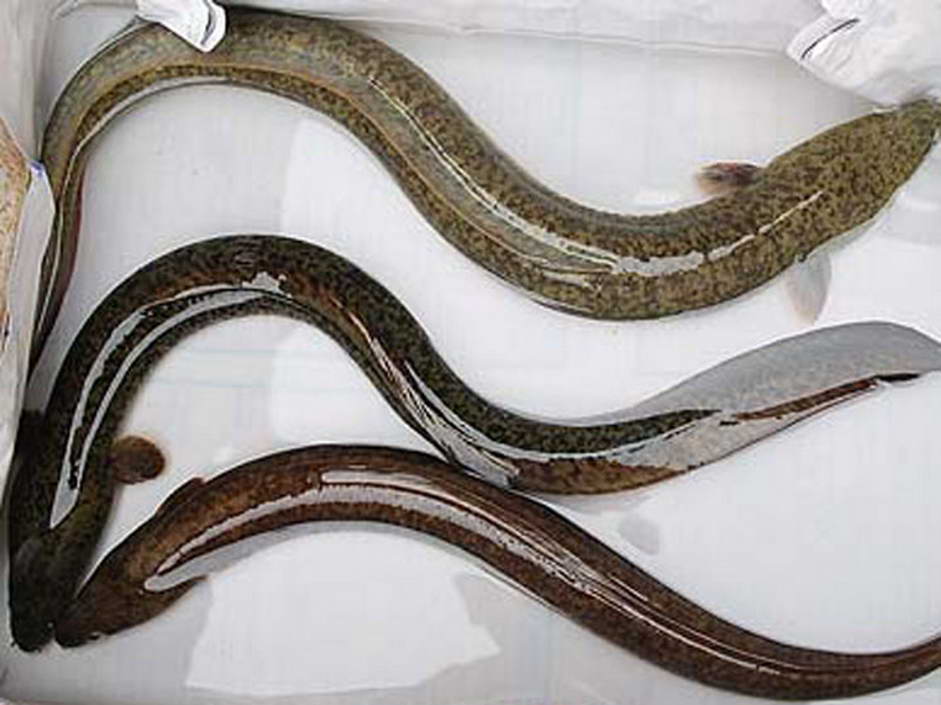  p>花鳗鲡(学名: i>anguilla marmorata /i>)是鳗鲡科,鳗鲡属动物.