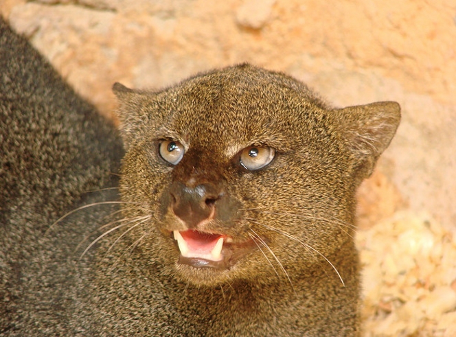  p>细腰猫(学名: i>herpailurus yaguarondi): /i>该属仅1种,即细腰猫